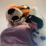 fox_anatomy_lite