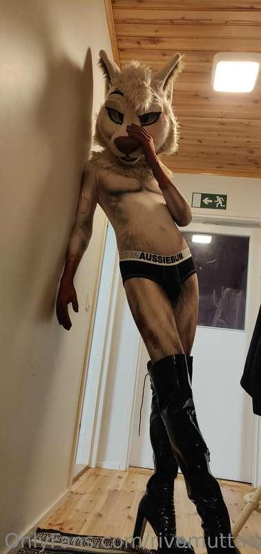 Well my petsuit just arrived last night, also ended up borro..