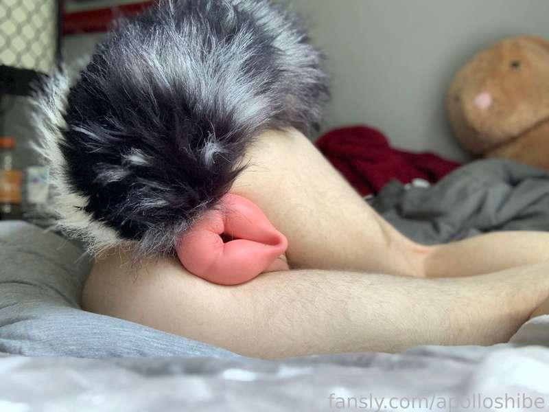 apolloshibe image #1