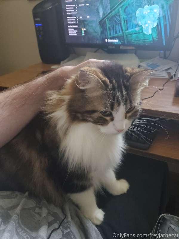 My human tried to play pc games without paying the Cuddle Ta..
