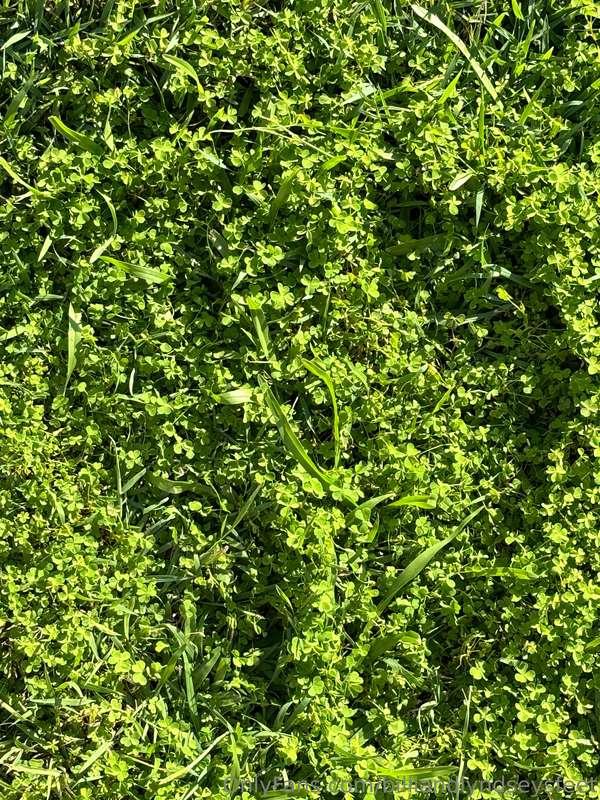 billiandlyndseysfeet image #1