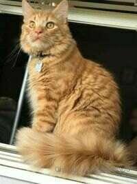 My cats are so magestic <3
The yellow Main Coon is named Gok..