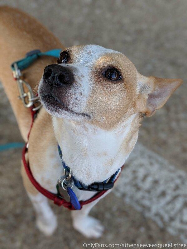 athenaeeveesqueeksfree image #6