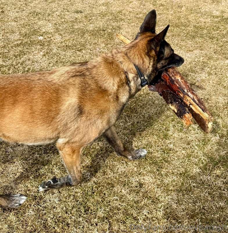 I told my boy to go find a stick 😂