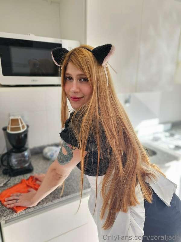 Maid kitten