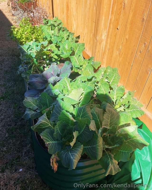 My first Texan collard green harvest. 🥬 Okra and Collards ar..