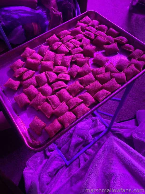 Just a little late night snack after going to all you can ea..