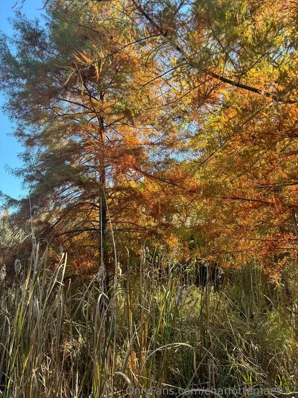 Fall walks>>>