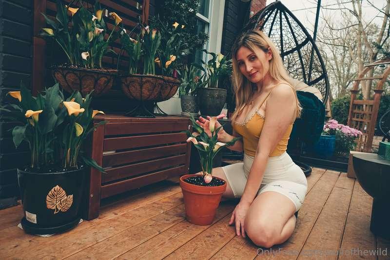 wolfofthewild image #2