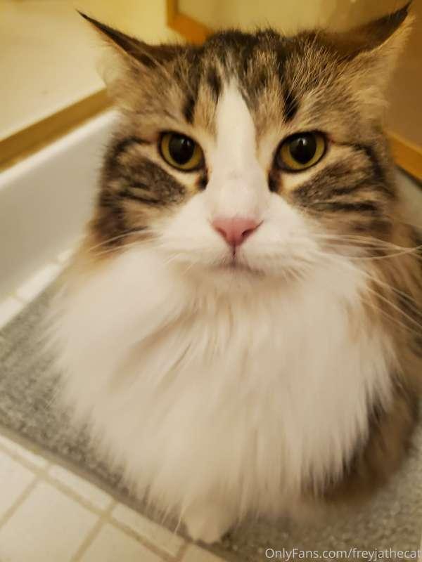 No matter when my human sets his alarm, I always make sure t..