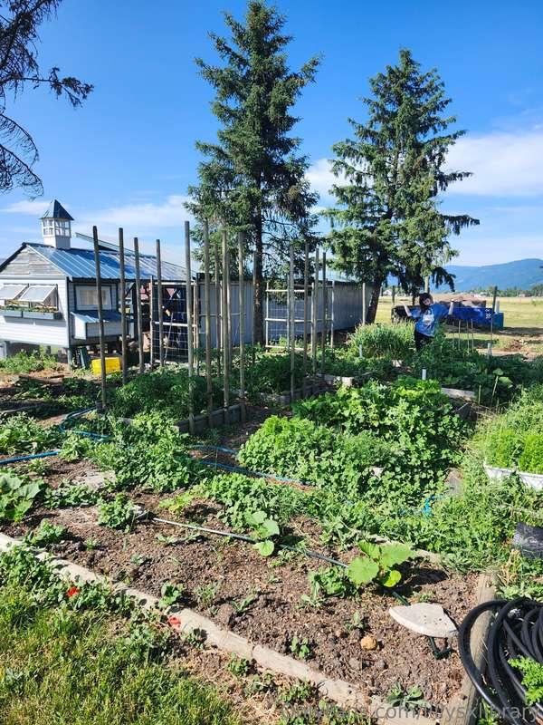 lillysxlibrary image #1