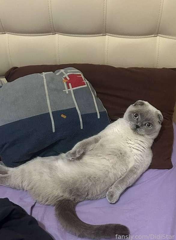 Share your funny pet pics in dm🐈‍⬛🐩

#life #cats #kitty #hairy #cozy #home #pets 