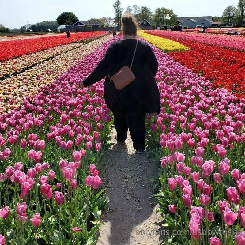 Fatty in a tulip field in the Netherlands ♥️🌷