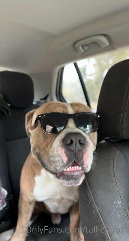 My dog rides with his shades on