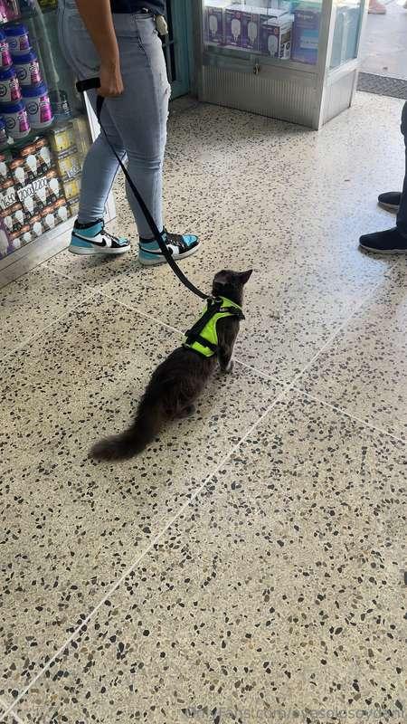 Gato perro ❤️