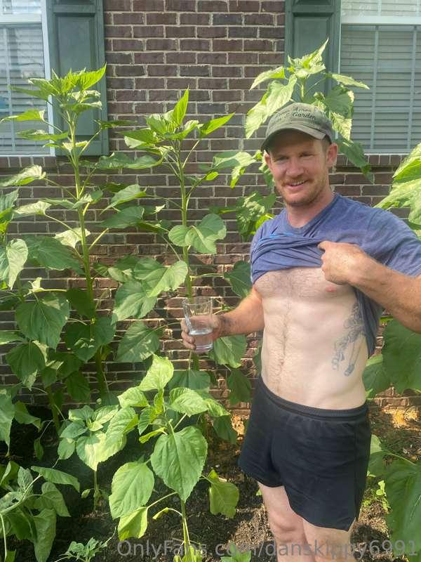 The sunflowers are really doing well 🌻