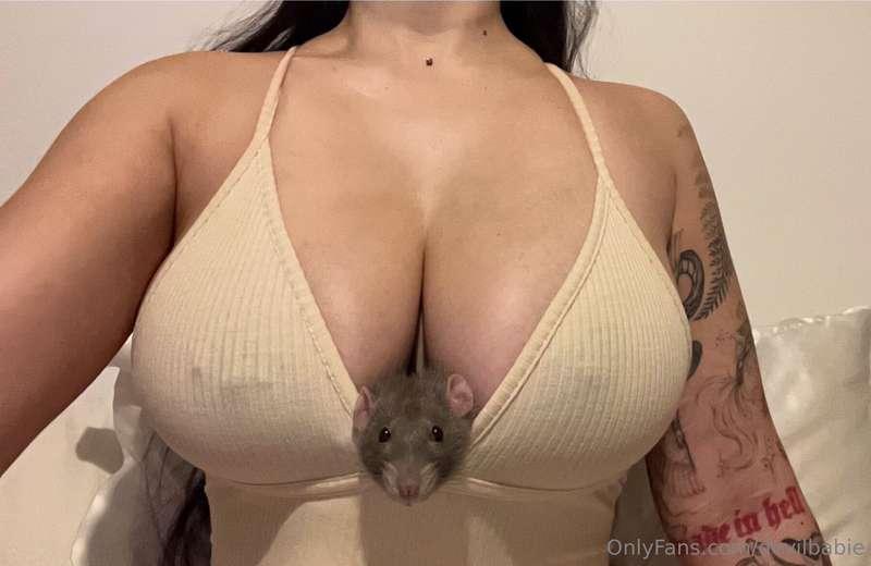 should i get my chest dermal repierced helpp
