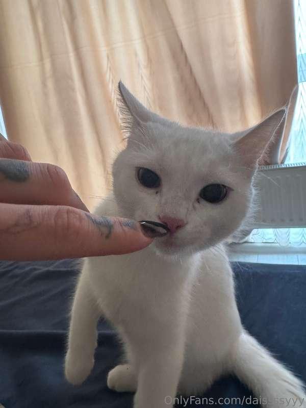 Cats or dogs?