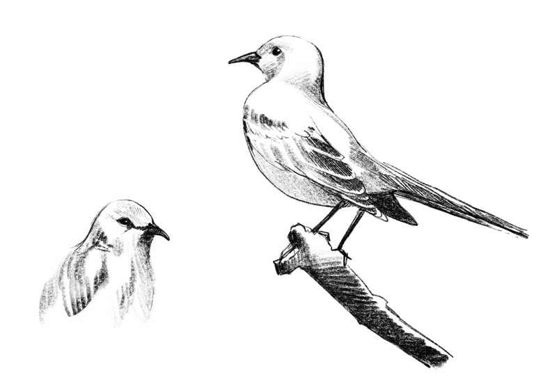 Bonus Sketches
