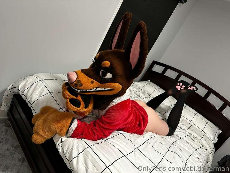 tobi.doberman image #0