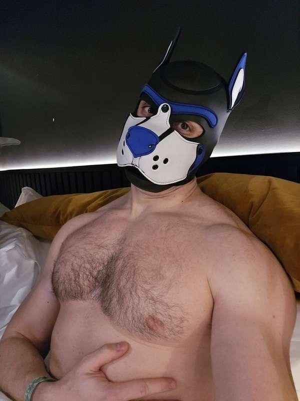 Hello everyone 🐶👋Honest question, I was wondering, what do y..