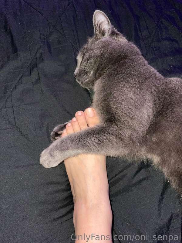 my cat is holding my foot