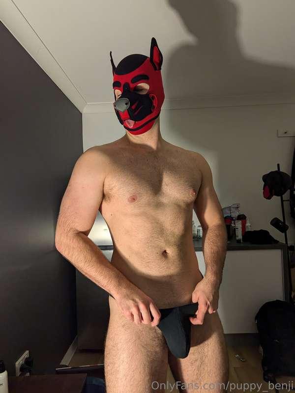 puppy_benji image #1