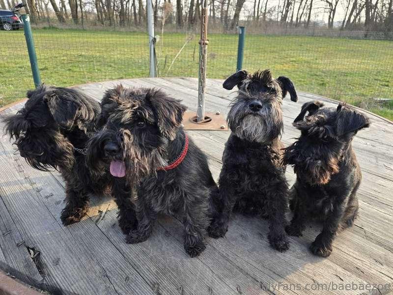 a few old friends also stopped by 😊alias "the schnauzer gang..