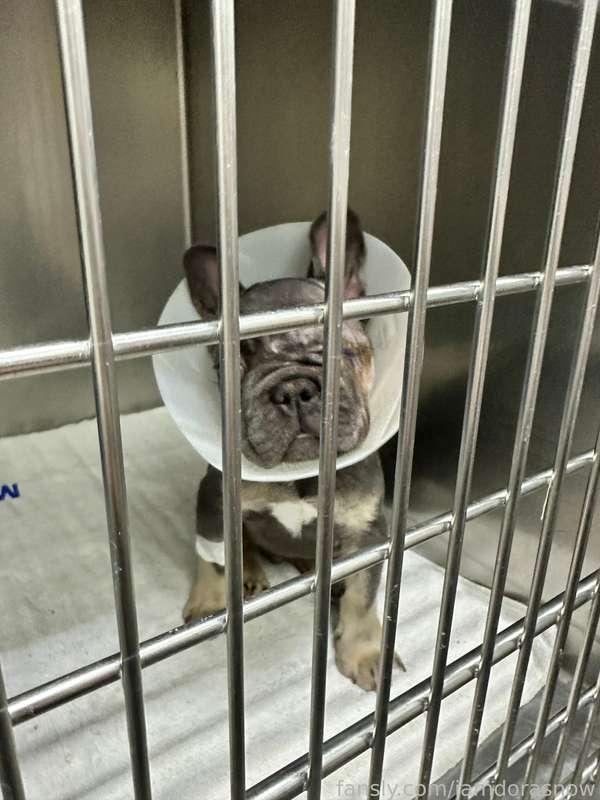 Also update of the pupper today! Consider to adopt him soon 🥺❤️
He smis recovering well and eating! Such a good boi

❤️❤️❤️❤️thank you brothers and sisters who saved him