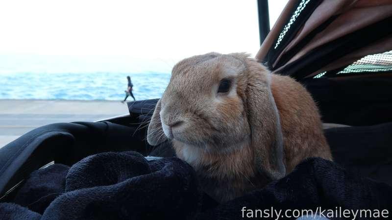 Happy #MochiMonday 🐰💕 

pls enjoy this pic of Mochi from his first time ever seeing Lake Michigan !! (or any body of water for that matter hehe) 🌊 doesn't he look so adventurous?

it was too chilly to swim this day but it def got me excited for some summer lake days ☀️🛥️