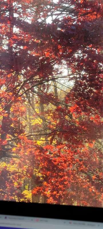 The red maple is completely red now 😍😍😍