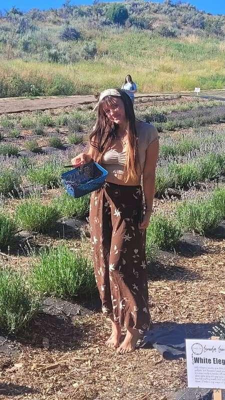 lavender