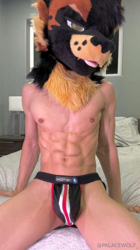 palacewolf main image