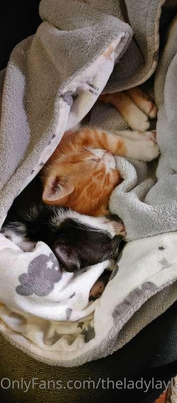 New family members.