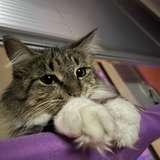 kittiolic