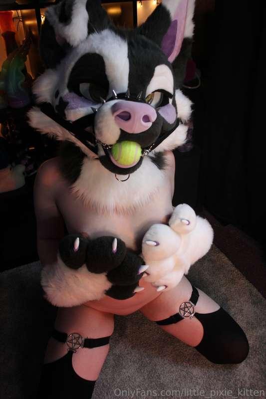 Lots more pictures in my fursuit Bailey 💜