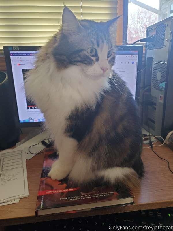 My human made a Dungeons and Dragons character for a new gam..