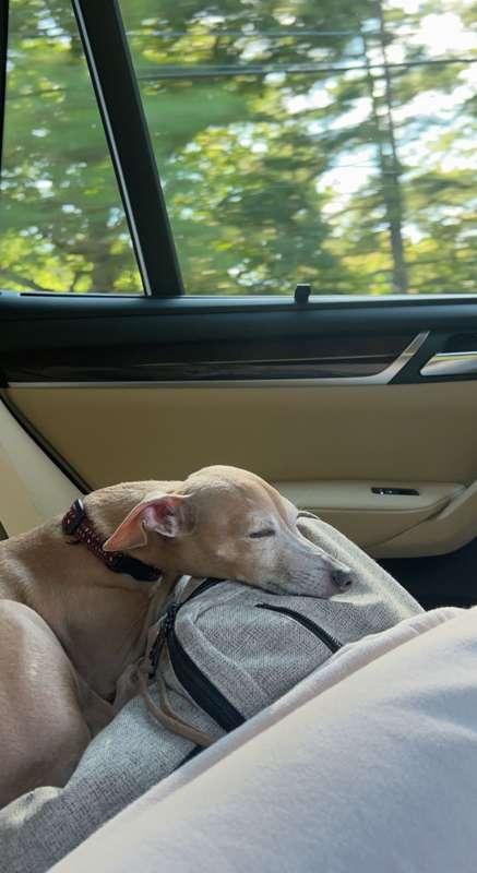 Jet shleepin 