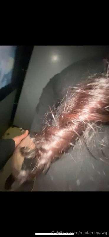 madamepawg image #13