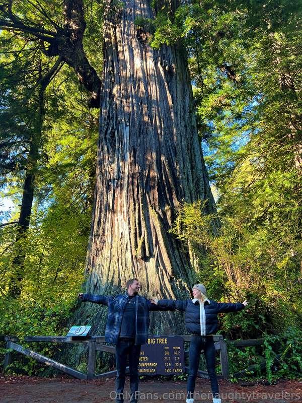 Finally got to see the REDWOODS! We felt so small under this..