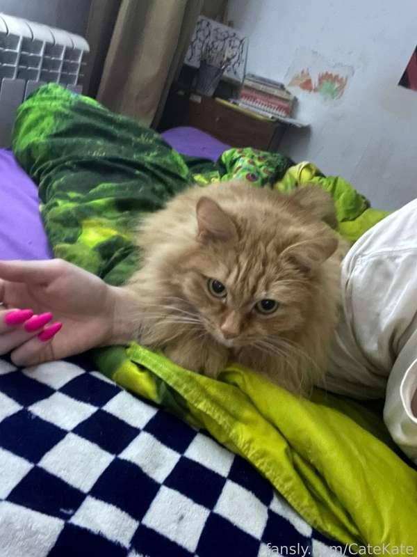 catekate image #1