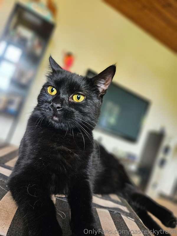 Enjoy the animal spam 🐱🦊🐶🐴
