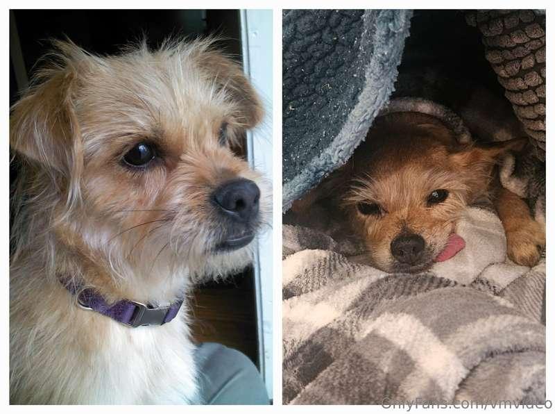 The first and last pictures of our little dog Leesi. She was..