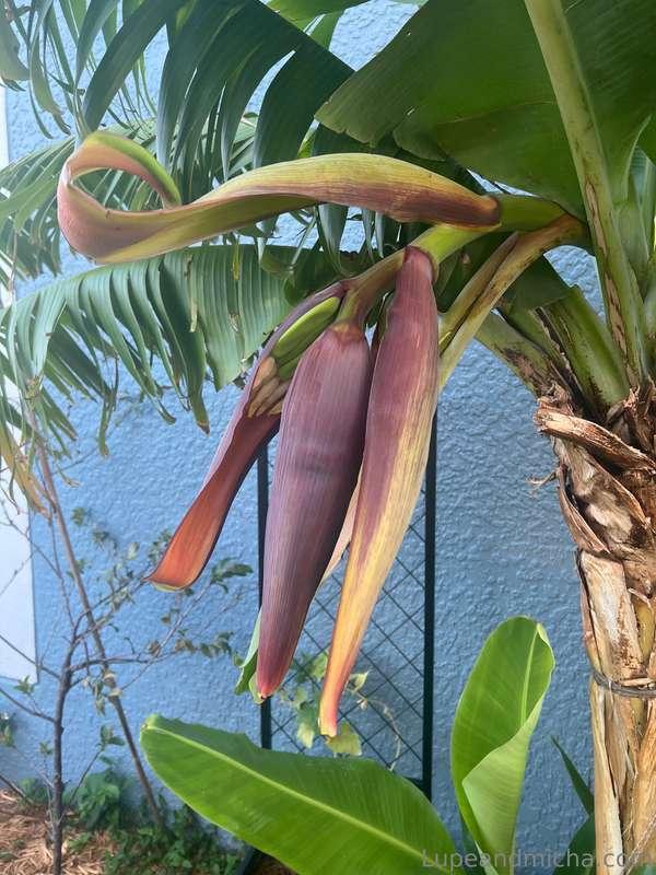 Guess what guys?? My banana tree is finally blooming!!! I wi..