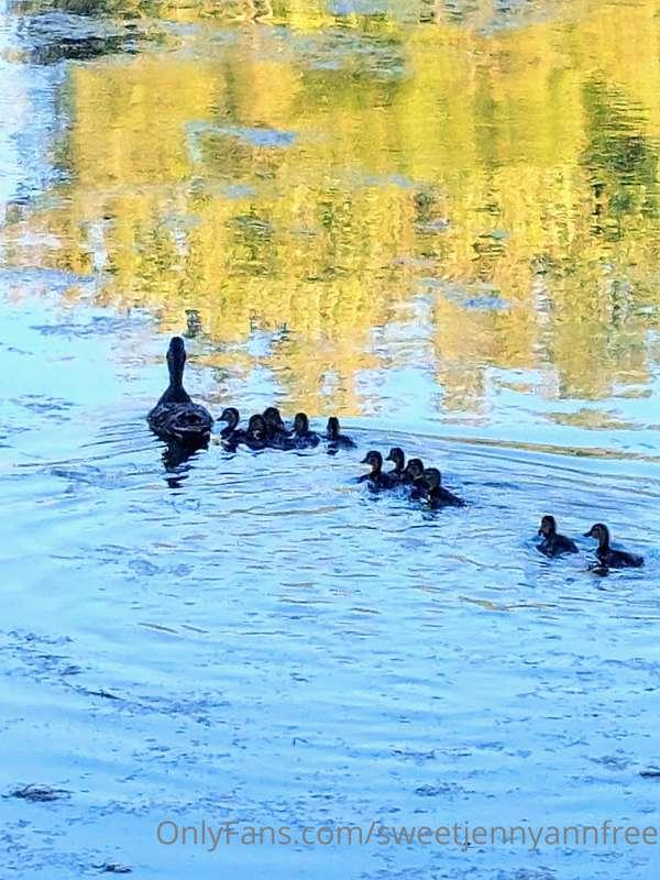 Turtle hunting 🐢  found some ducks 😄