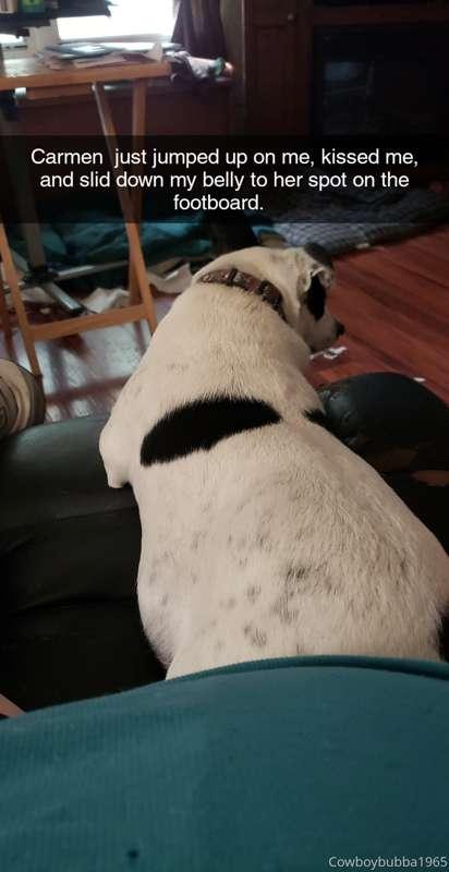 #TheContinuingAdventuresOfADogNamedCarmen