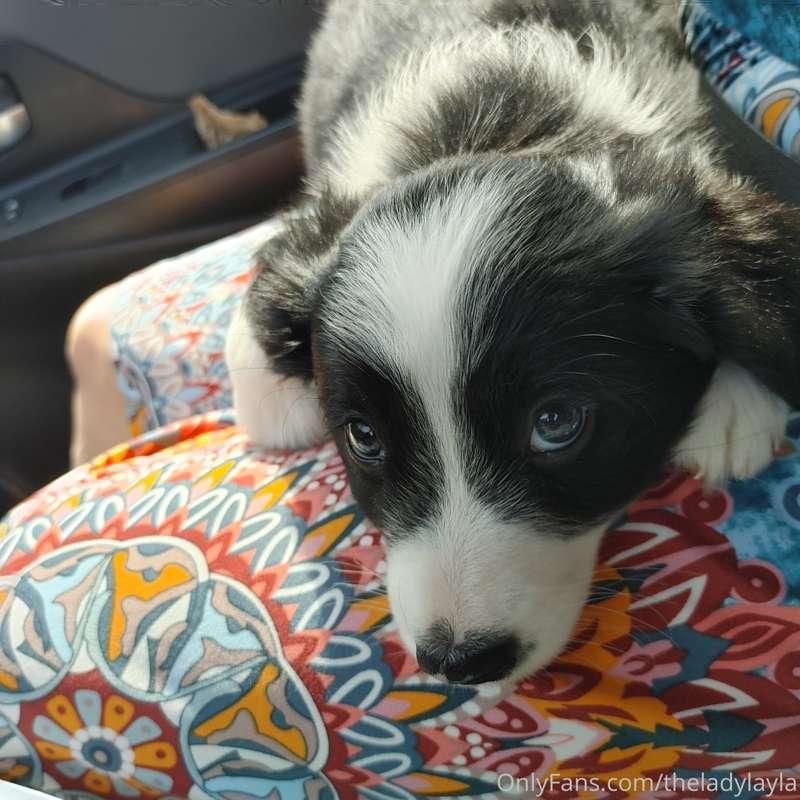 My puppy.