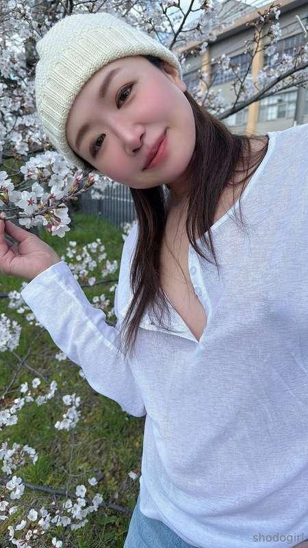 The morning air is so gentle… and the cherry blossoms are in..