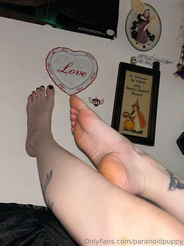 paranoidpuppy image #1