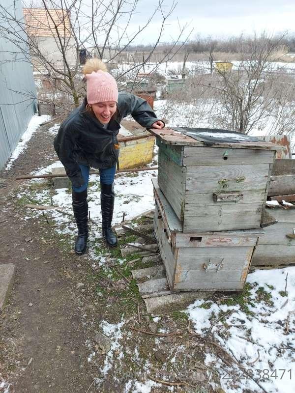 where are the bees in winter?